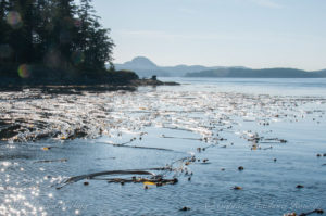 Kelp forest