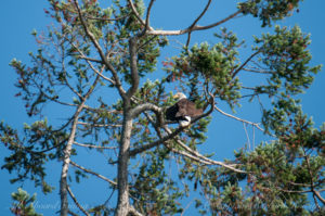 Bald eagle