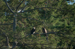 Adult and juvenile bald eagles (mother and chick?)