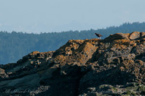 Black oyster catcher