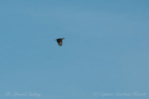 Pileated Woodpecker