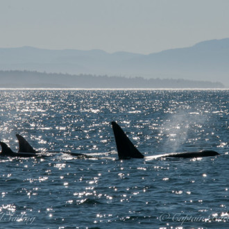 Circumnavigating Stuart Island and a visit with T49As