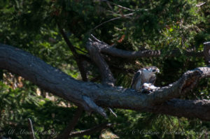 Peregrine Falcon eating a small bird