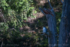 Peregrine Falcon in tree