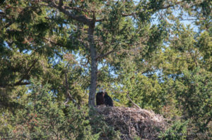 Bald Eagle with Chick