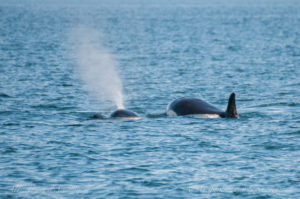 Orca with harbor seal in mouth