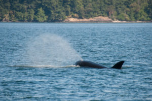 T37A swimming backwards