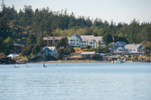 Orcas deep in Eastsound Orcas Island