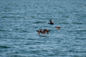 Surf Scoters in Eastsound