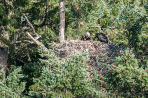 Bald eagle feeding chick