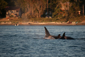 Transients hunting near Fishermans Bay