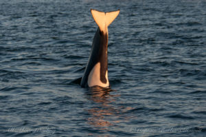 Orca headstand