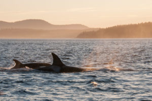 Orcas in the sunset