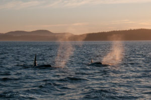 Orcas in the sunset