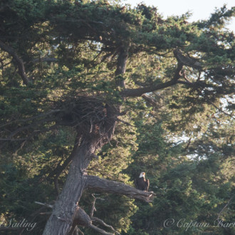 T37As and T51 near Cherry Point – circumnav Orcas Island