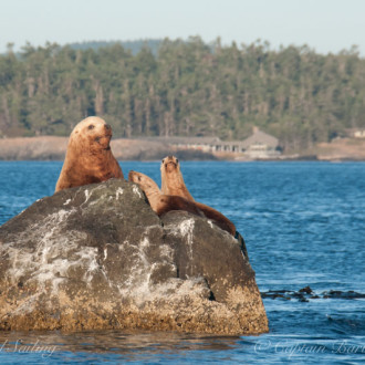 Transients in Rosario Strait