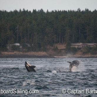 Double header – Humpback and orcas visit Friday Harbor