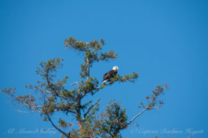 Bald Eagle watching from Douglas Fir