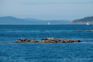 Crowd at the Harbor Seal haul out