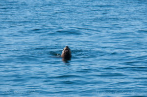 Curious Steller Sea Lion