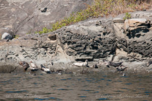 Harbor Seals hauled out on honeycombed sandstone