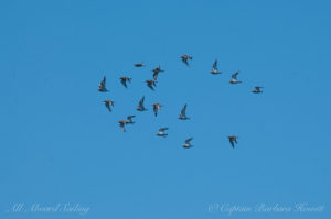 Red Necked Phalaropes