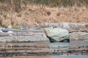 Black Oyster Catchers on glacial erratic, Cactus islands, San Juan Islands