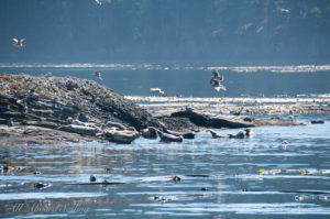 Harbor Seals, kelp forest at shoreline of Cactus Islands, San Juan Islands