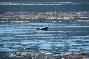 Harbor Seal warming in sunshine, kelp forest at shoreline of Cactus Islands, San Juan Islands