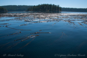 kelp forest at shoreline of Cactus Islands, San Juan Islands