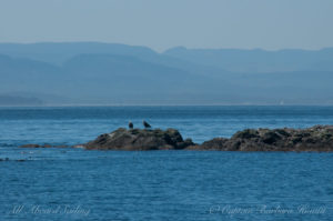 Pair of Bald Eagles, Sentinel Island, Haro Strait, San Juan Islands