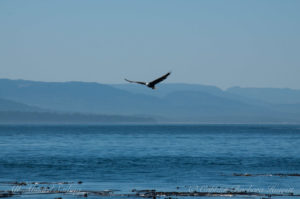 Bald Eagles flight Haro Strait, San Juan Islands