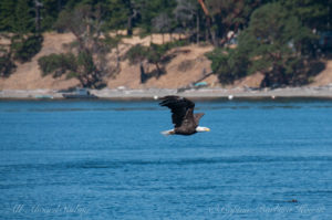 Bald Eagle flight San Juan Islands