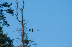 Pair of Bald Eagles roost Spieden Island, San Juan islands