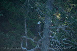 Bald Eagle, Spieden Island, San Juan islands