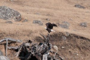 Bald Eagle lands, Spieden Island, San Juan islands