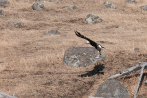 Bald Eagle flies, Spieden Island, San Juan islands