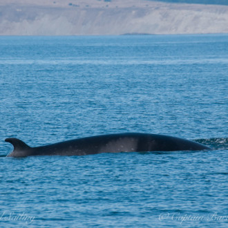 Multiple Minke Whales