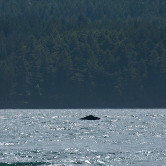 Humpback whale “Chinook” San Juan Islands