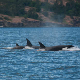 Sailing with Whales