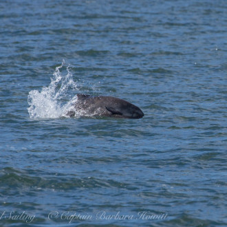 Morning half day sail with porpoising porpoises and harbor seal pups