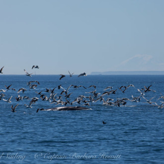 Half Day sail with feeding Minke Whale off Salmon Bank