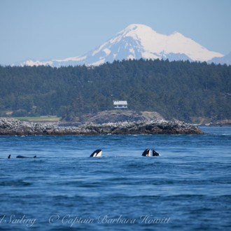 Js and Ks come in through Cattle Pass to Friday Harbor and beyond