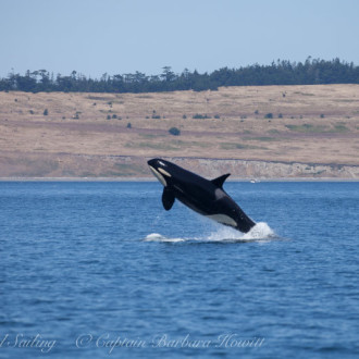 Sailing with Southern Resident Orcas on The West side San Juan Island