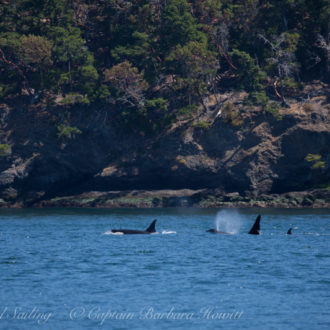 With J16s and J17s Orca whales North from Kellet Bluff on our morning sail