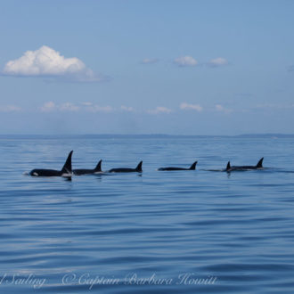 Circumnavigating San Juan Island with J pod and T46s and T137s Orca whales