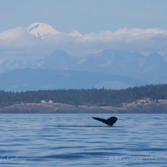 Day sail South with exotic Transient Orcas and Humpback Whales