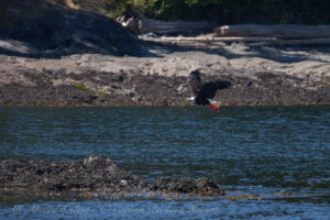 Bald Eagle flying with fish