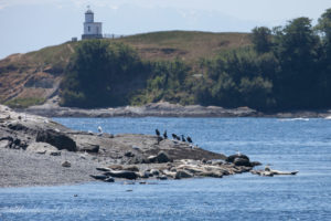 Harbor Seals hauled out on Goose island beach, Cattle Point Lighhouse