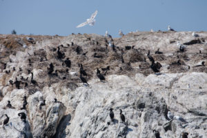 Glaucous winged Gulls and nesting Cormorants, Goose Island